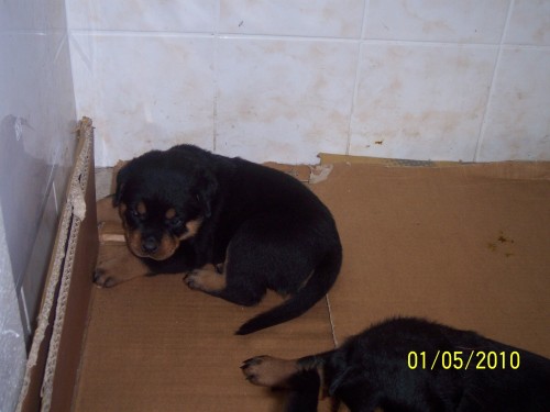 Rotvajler �t��ata s PP