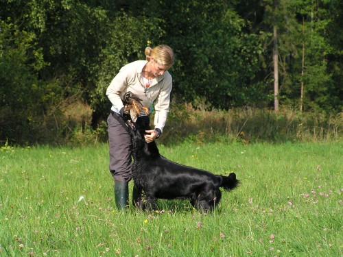 Pracovn� Flat coated retr�vr s PP