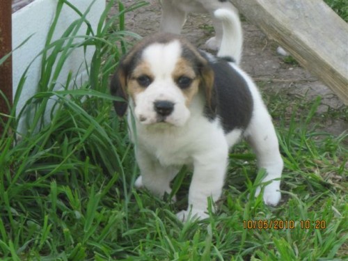 Prod�m �t��ata b�gla