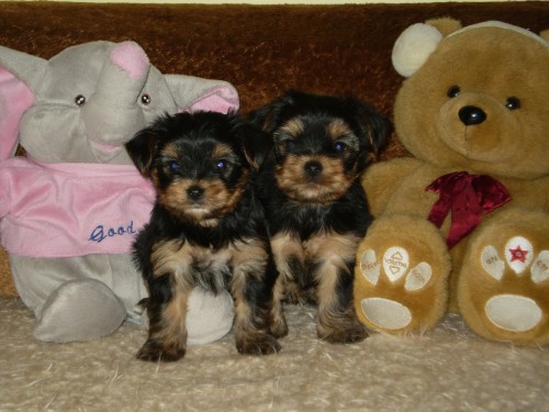 york��rsk� terier