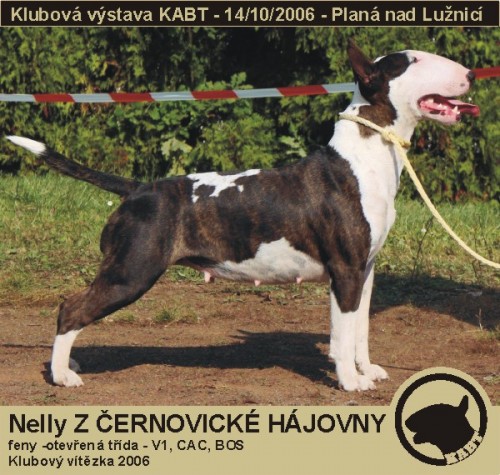 �t��ata Anglick�ho Bull Terriera