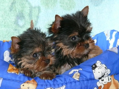 Jork��rsk� terier