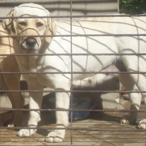 DARUJI N�DHERNOU LABRADORKU, LABRADORA