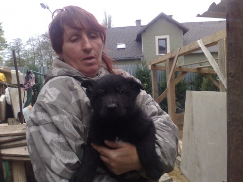 n�meck� ov��k-celo�ern� fene�ka