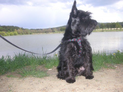 Mal� �ern� kn�ra� ke kryt�