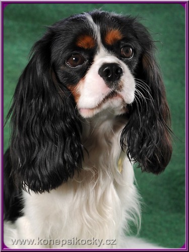 Kr�sn� �t���tka s PP