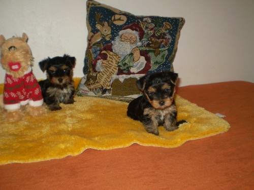 york��rsk� terier