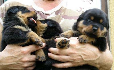 Prod�m �t��ata rotvajlera s PP kup�rov�na