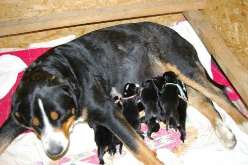 velk� �v�carsk� sala�nick� pes �t��ata