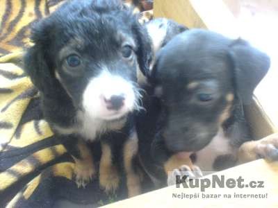 Osrst�n� peru�nek