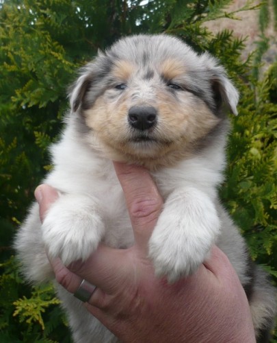 Prod�m �t���tka kolie