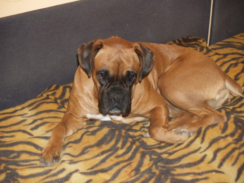 Prod�m �t���tka Boxera bez PP