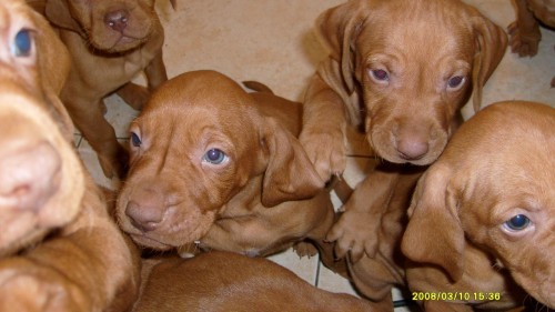 Ma�arsk� oha� kr�tkosrst�