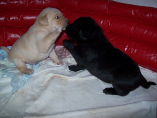 Nab�z�m �t���tka Labradora - �ern� a b�ov� - Vysok� M�to