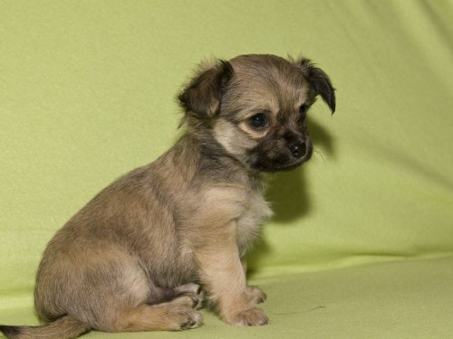 �ivava dlouhosrst� bez PP