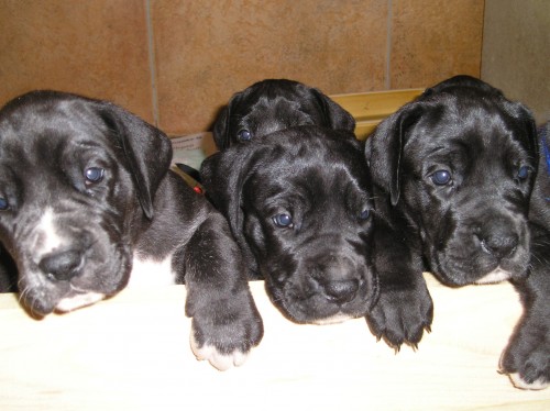 N�meck� doga �ern� - �t��ata s PP