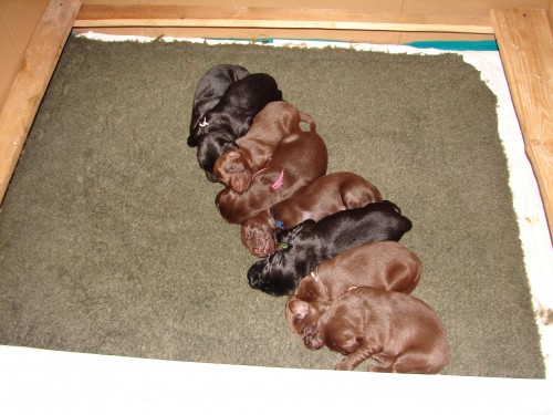 Flat coated retriever hn�d� a �ern� �t��ata