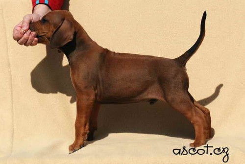 Rhodesian Ridgeback