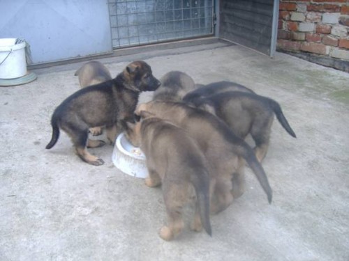 N�MECK� OV��K - �T��ATA