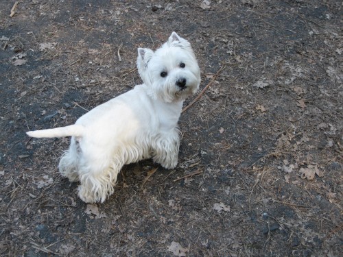 Bard hled� nev�stu!