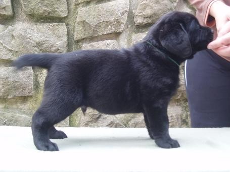 Labradorsk� retriever-�okol�dov� a �ern� �t���tka s PP