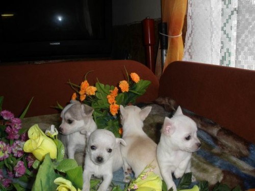 �ivava �t�nata