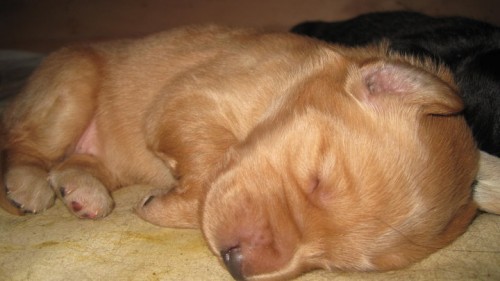 �t��ata Hovawarta