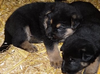 N�meck� ov��k