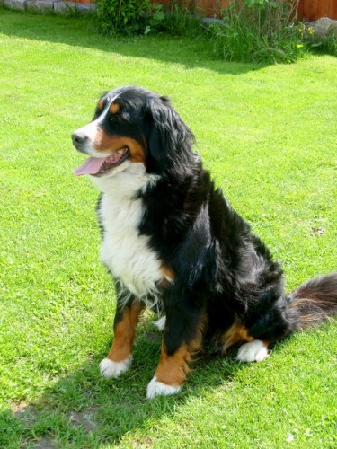 zad�me �T���TKA BERNSK� SALA�NICK� PES