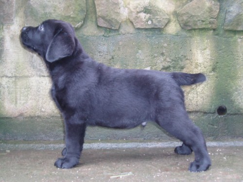 Labrador retriever -�t���tka s PP
