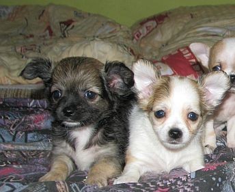 �ivava dlouhosrst�