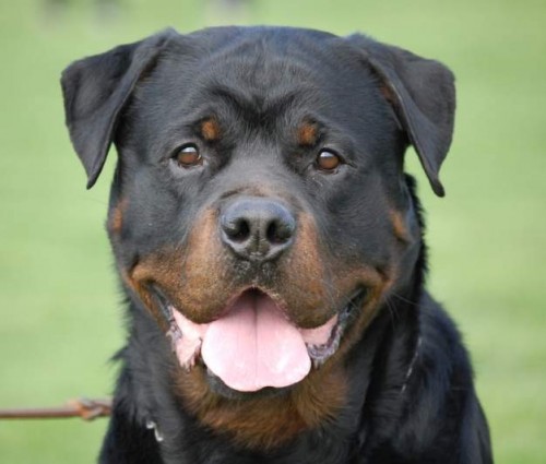 Rotvajler - �t��ata s PP