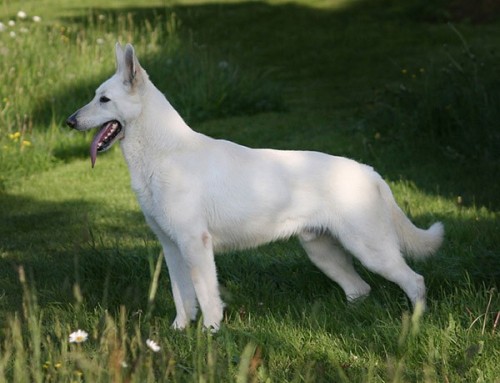 B�l� �v�carsk� ov��k