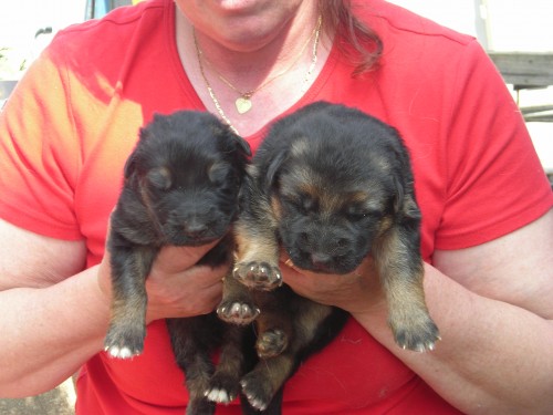 n�meck� ov��k-REX