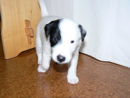 Foxteri�r hladkosrst�-posledn� voln� �t���tka s PP