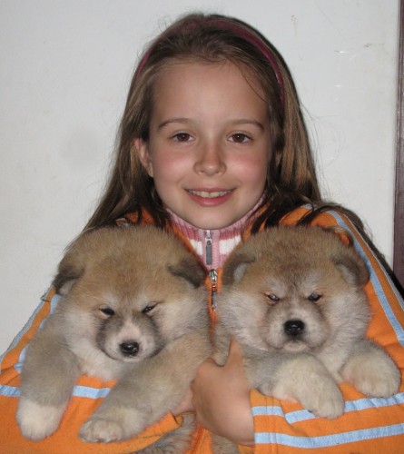 Akita inu - nab�z�me �t���tka