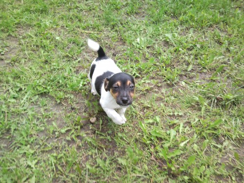 � POSLJACK RUSSELL TERIER FENE�KA