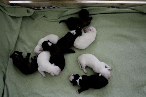 Nab�z�m �t��ata n�meck�ho boxera