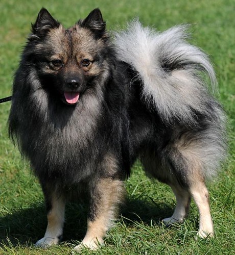 �t�n� - N�meck� �pic st�edn� vlko�ed� s PP