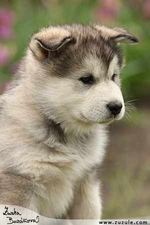 Alja�sk� malamut