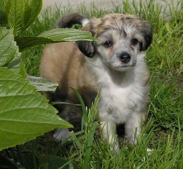 �t�n� - fenka ��nsk�ho chocholat�ho psa bez PP