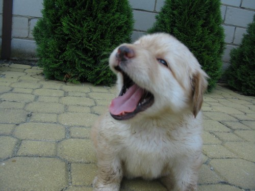 �t��ata hovawarta s PP