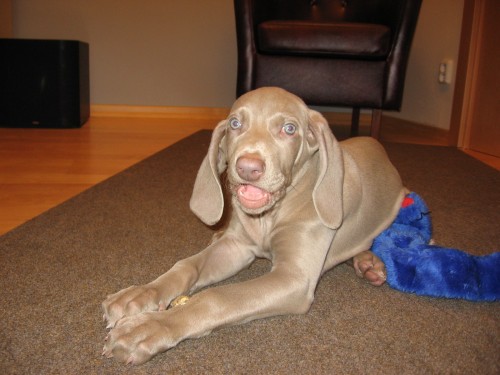 V�marsk� oha� - prodej