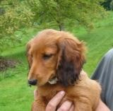 Prod�m ps�ka jezev��ka dlouhosrst�ho standardn�ho