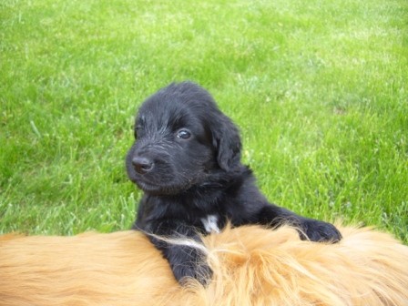 Hovawart �t�nata s PP