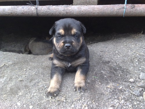 Daruji �t�n�tka