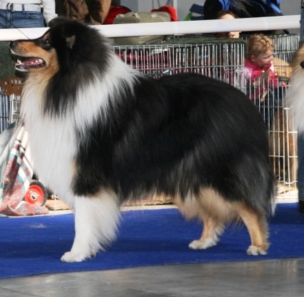  Kryc� pes kolie dlouhosrst�