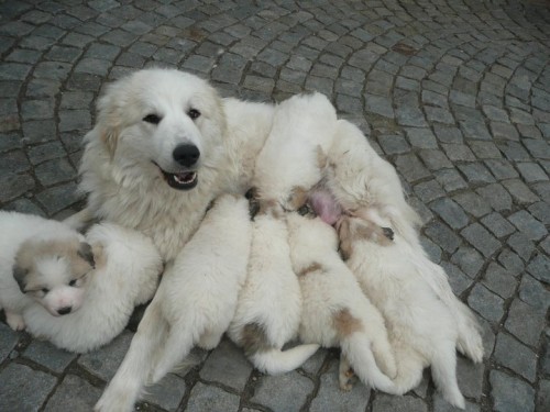 �t��ata pyrenejsk�ho horsk�ho psa  s PP