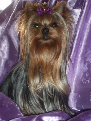 Jork��rsk� teri�r - nab�dka kryt�