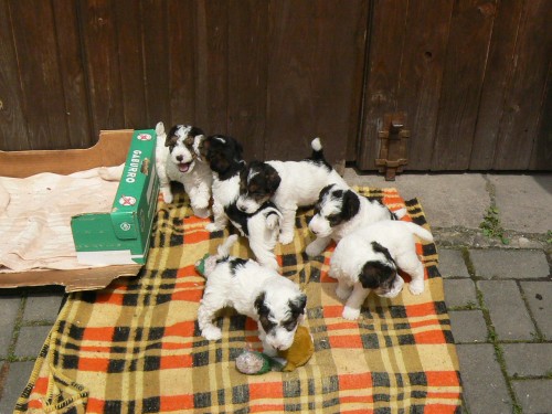 Foxteri�r drsnosrst�